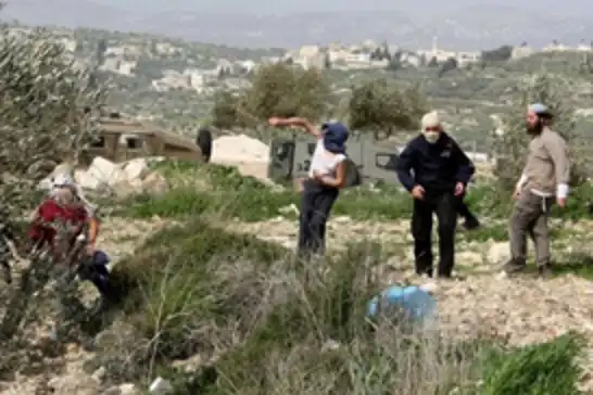 İşgalciler Ramallah'ta zeytin toplayan Filistinlilere saldırdı
