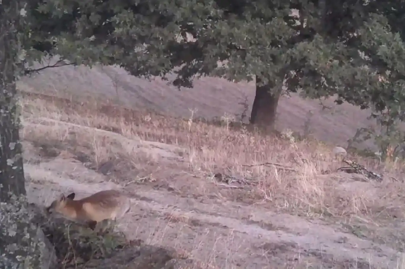 Foto kapanlar kızıl tilkilerin gündüz aktifliğini ortaya çıkardı