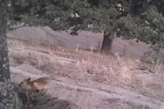 Foto kapanlar kızıl tilkilerin gündüz aktifliğini ortaya çıkardı