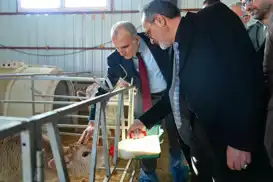 Bingöl Üniversitesi’nde yeni doğan buzağılar kampüse neşe kattı