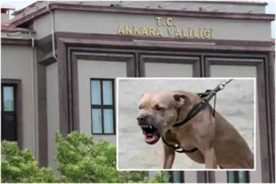 Ankara'da 2 kardeşe saldıran pitbull sahibi gözaltına alındı