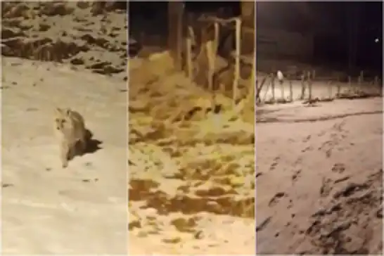 Kar altında aç kalan anne tilki ve yavrusu köye indi