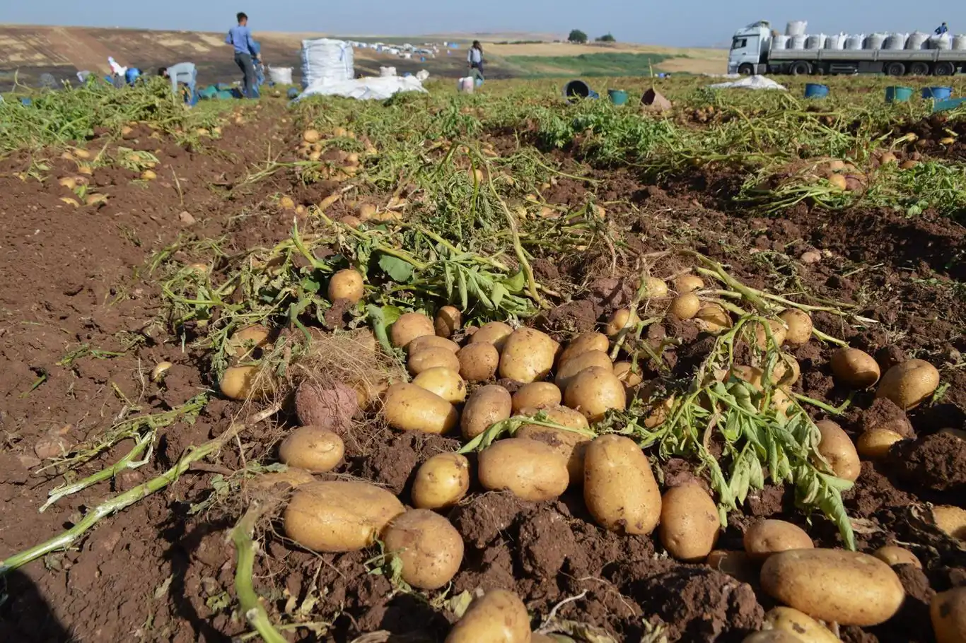 Tarım ÜFE kasımda aylık bazda geriledi