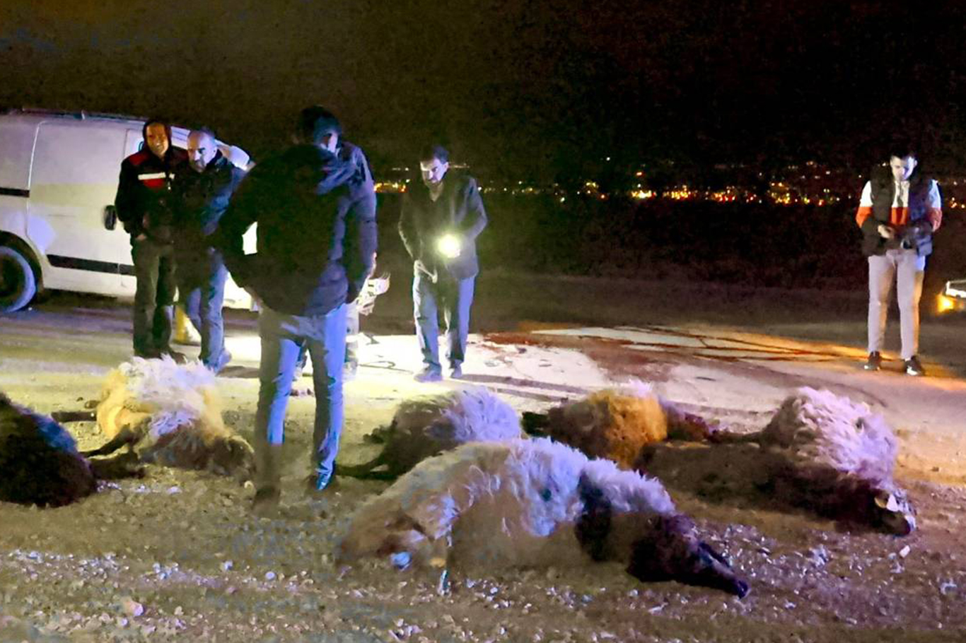 Malatya'da araç koyunların arasına daldı: 12 koyun telef oldu