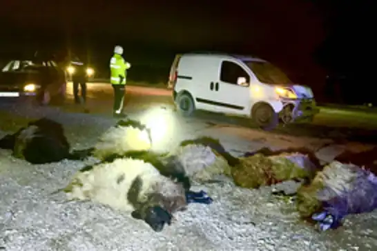 Malatya'da araç koyunların arasına daldı: 12 koyun telef oldu