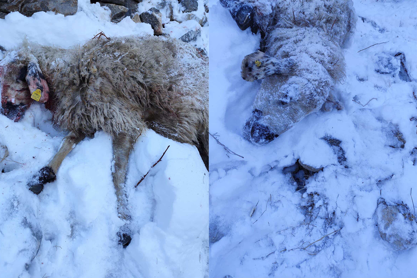 ef3cba75-6ba0-4b47-8704-a59e6f8dc544