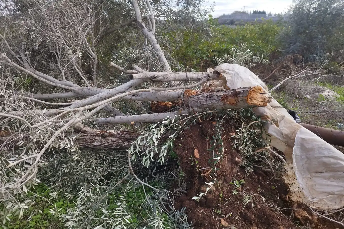 Batı Şeria'da tarıma ağır darbe: Yahudi çeteler 3 binden fazla ağaca zarar verdi