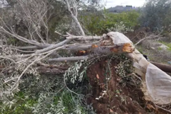 Batı Şeria'da tarıma ağır darbe: Yahudi çeteler 3 binden fazla ağaca zarar verdi