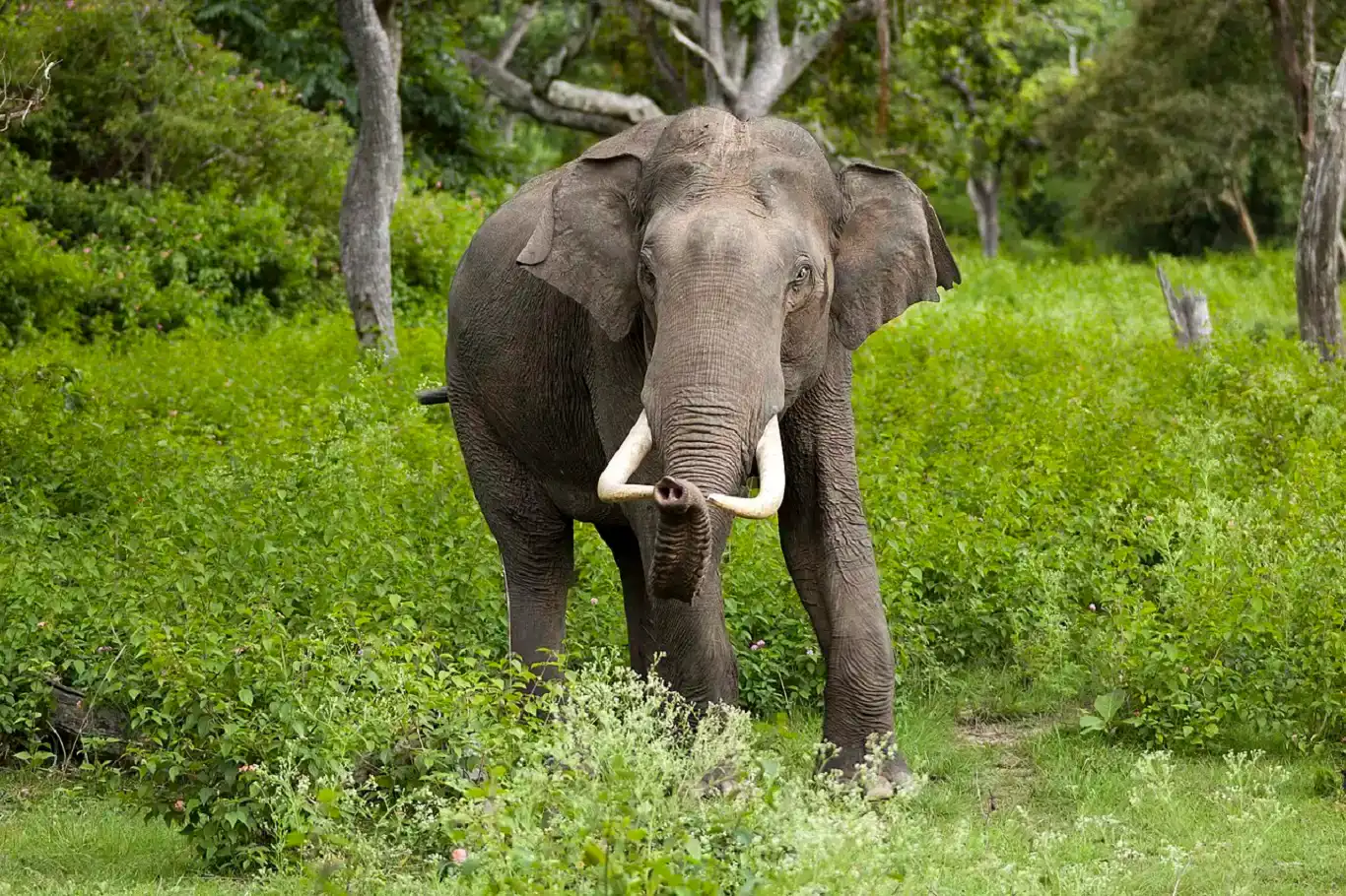 Wild elephants kill five in separate attacks in eastern India