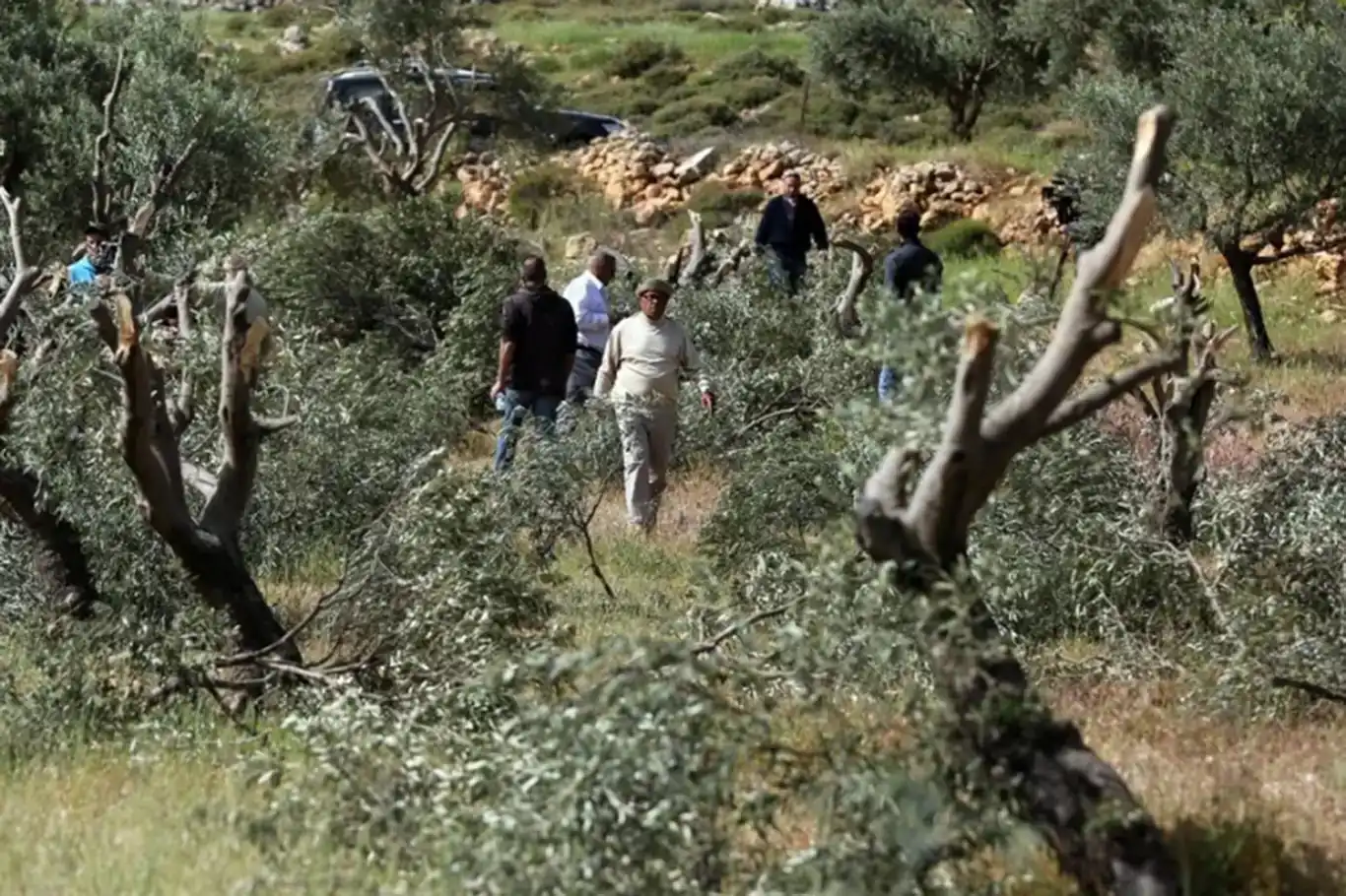 باندە جولەکەکان ٨٥٠ داری زەیتوون و ترێی سەر بە فەلەستینییەکانیان لەناوبرد