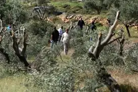 باندە جولەکەکان ٨٥٠ داری زەیتوون و ترێی سەر بە فەلەستینییەکانیان لەناوبرد