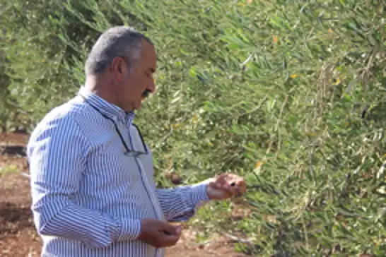 Şırnak’ta zeytine don vurdu: Çiftçi destek bekliyor