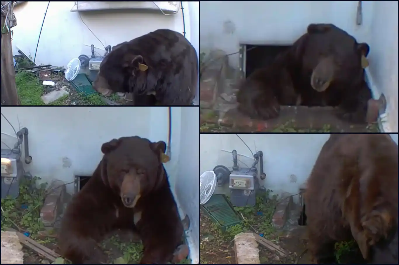 Ev sahibi haftalardır evinin altında yaşayan siyah ayıyla mücadele ediyor