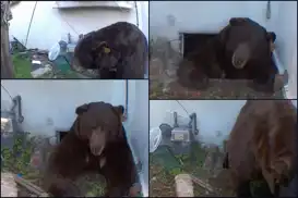 Ev sahibi haftalardır evinin altında yaşayan siyah ayıyla mücadele ediyor