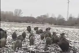 Ağrı şehir merkezine yakın bölgede domuz sürüsü görüntülendi