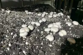 Batman'da kültür mantarı hasadı başladı