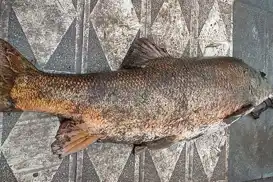 Murat Nehri'nde 60 kilogramlık turna balığı yakalandı