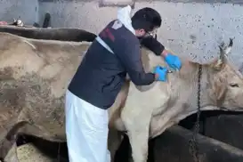 Muğla’da şap hastalığı tespit edilen 11 mahalle karantinaya alındı