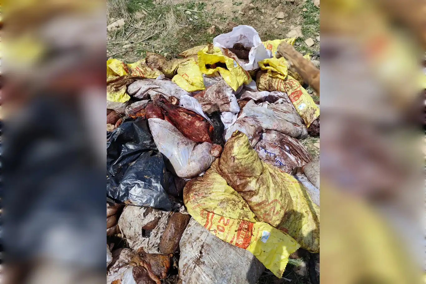 Mardin'de at ve eşek kesimi: Şüpheli gözaltında Mardin'de at ve eşek kesimi: Şüpheli gözaltında