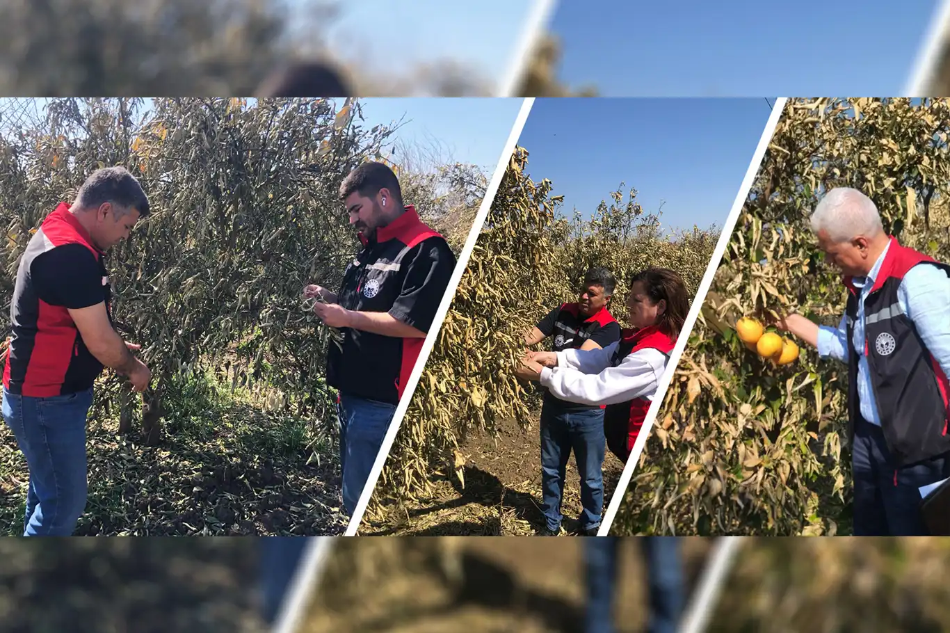 Uzmanlardan narenciye üreticilerine don sonrası uyarılar Uzmanlardan narenciye üreticilerine don sonrası uyarılar