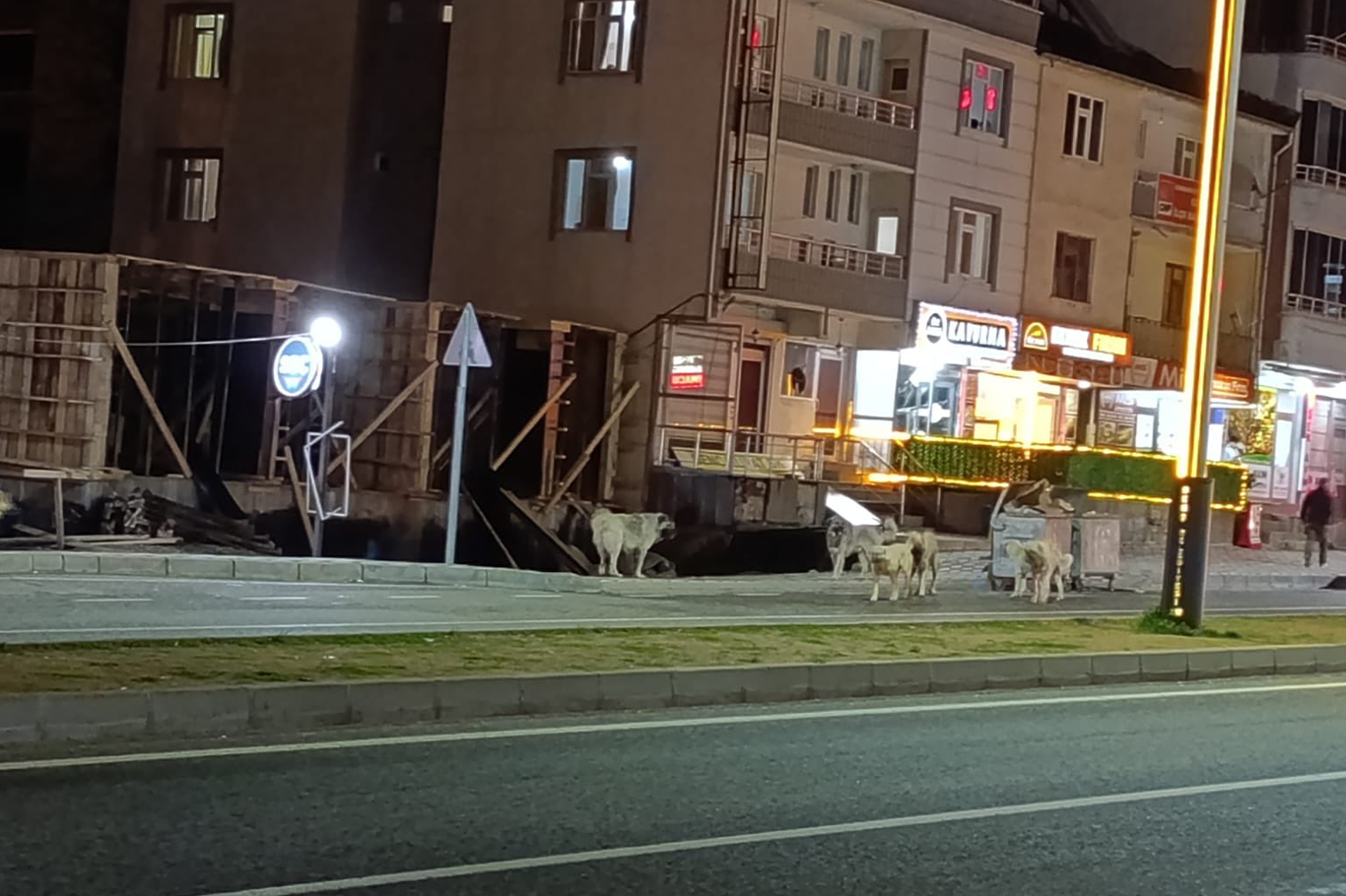 Bingöl’de başıboş sokak köpekleri sorunu büyüyor Bingöl’de başıboş sokak köpekleri sorunu büyüyor