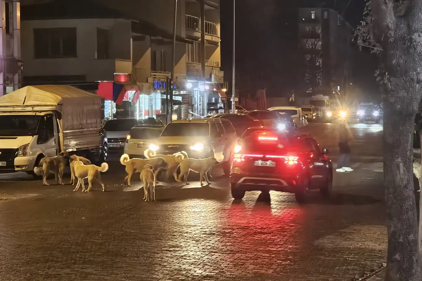 Bingöl’de başıboş sokak köpekleri sorunu büyüyor Bingöl’de başıboş sokak köpekleri sorunu büyüyor