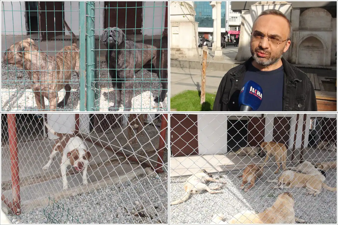 Batman'daki başıboş köpek uygulamasının ülke geneline yaygınlaştırılması çağrısı Batman'daki başıboş köpek uygulamasının ülke geneline yaygınlaştırılması çağrısı