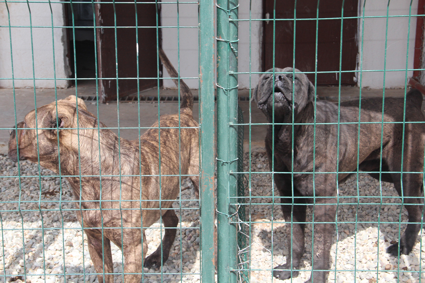 Batman'daki başıboş köpek uygulamasının ülke geneline yaygınlaştırılması çağrısı