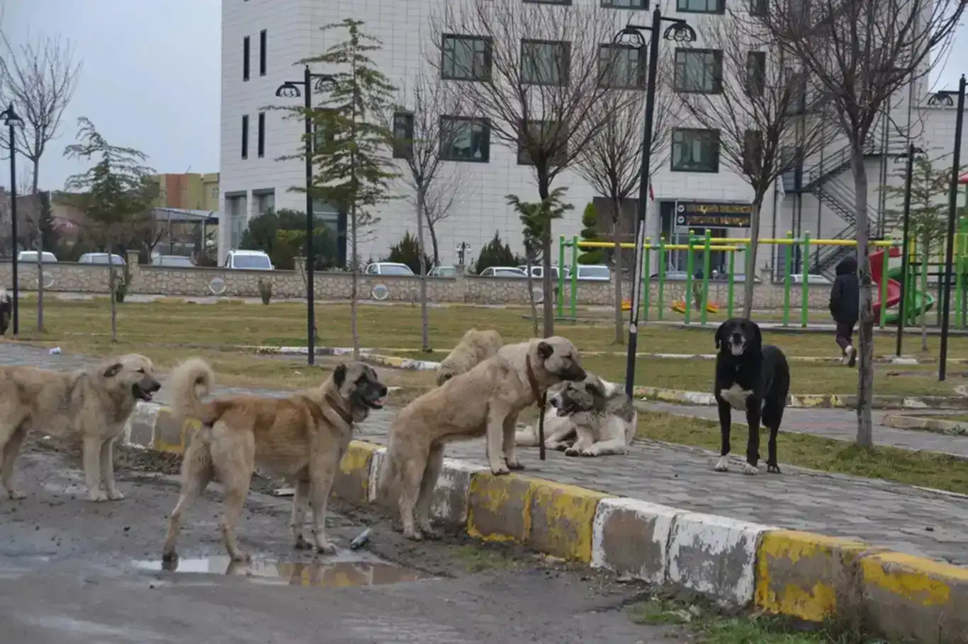 Başıboş köpeklerin saldırısına uğrayan adam hayatını kaybetti Başıboş köpeklerin saldırısına uğrayan adam hayatını kaybetti