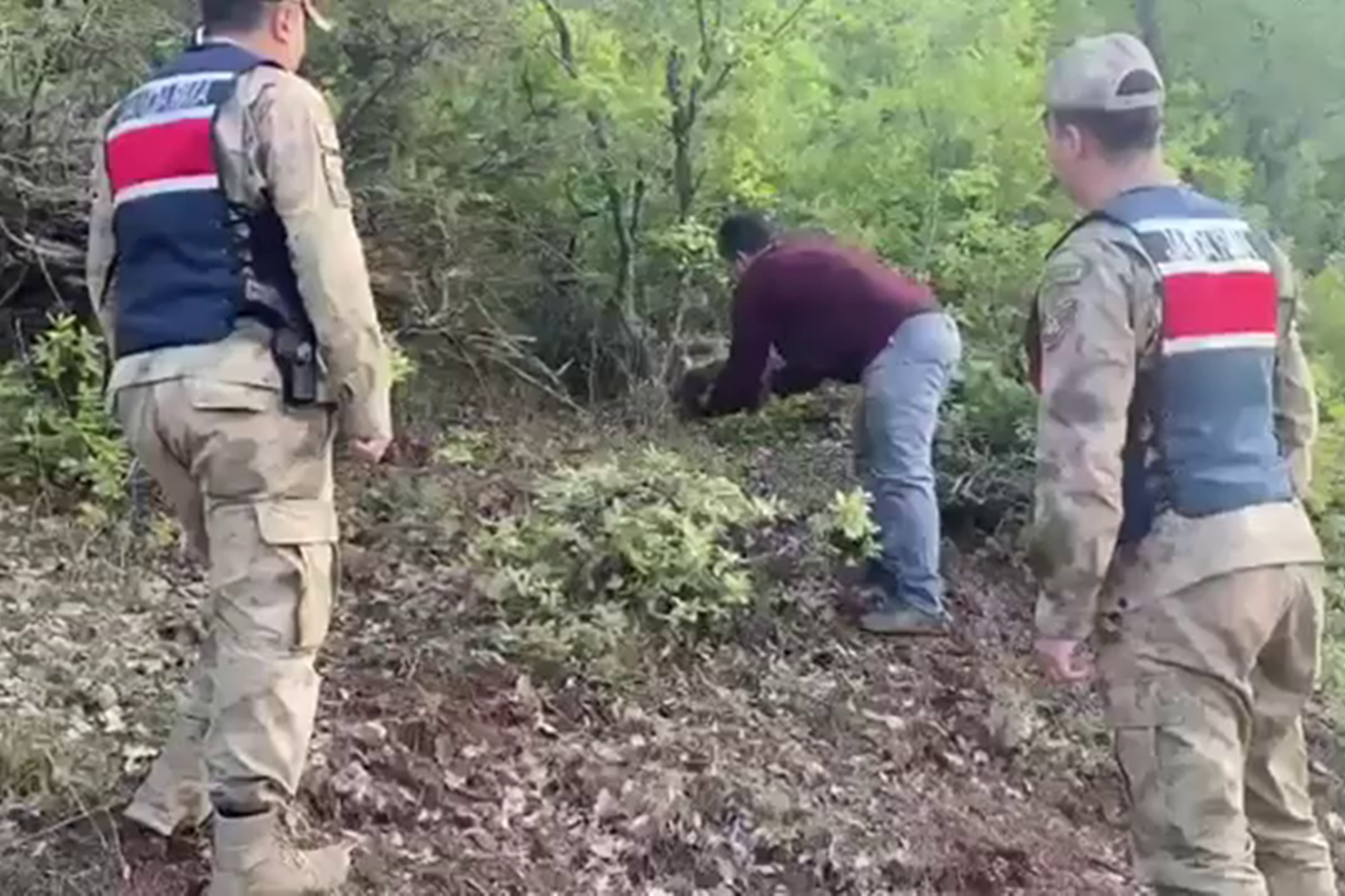 Siirt’te yaralı kızıl şahin koruma altına alındı, yavru ayı doğaya bırakıldı