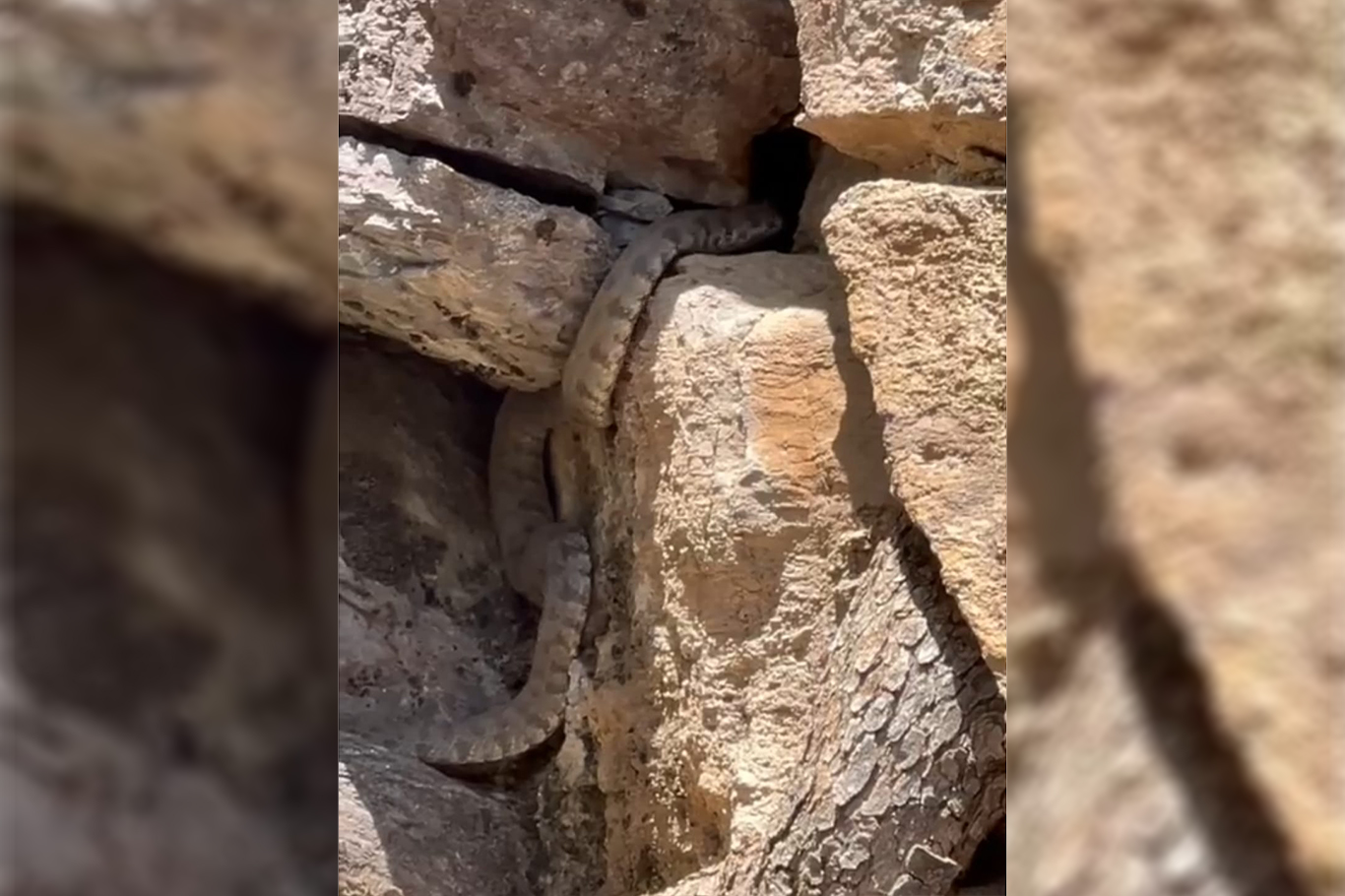 Malatya'da engerek yılanı görüldü Malatya'da engerek yılanı görüldü