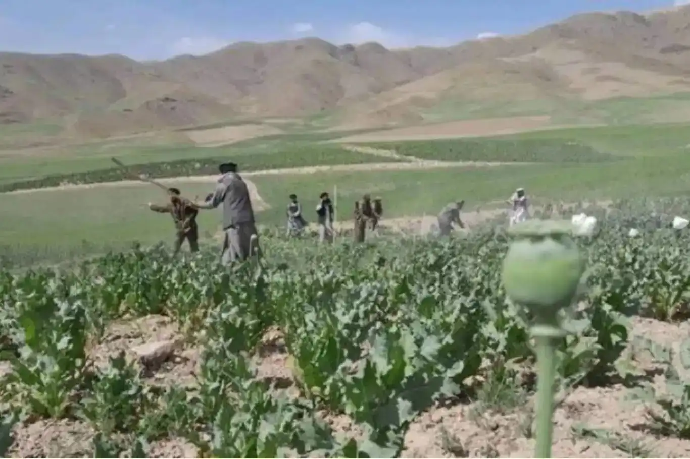 ئیمارەتی ئیسلامی ئەفغانستان کێڵگە خەنەبەرەکان وێران دەکات ئیمارەتی ئیسلامی ئەفغانستان کێڵگە خەنەبەرەکان وێران دەکات