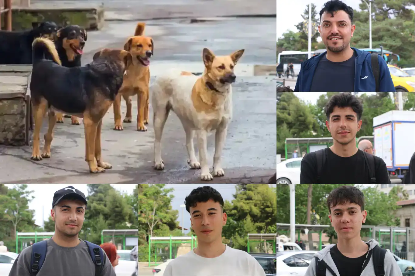 Şanlıurfalılar: Sokak köpekleri sorununa ilişkin yetkililer daha fazla önlem almalı Şanlıurfalılar: Sokak köpekleri sorununa ilişkin yetkililer daha fazla önlem almalı
