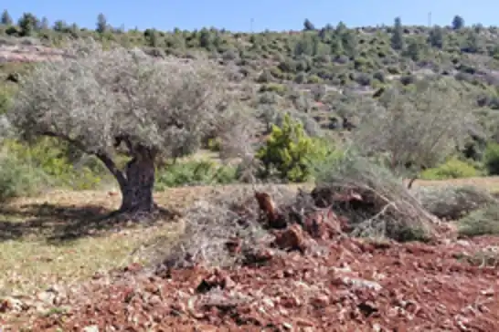Yahudi çeteler Ramallah'ta tarım arazilerine saldırdı