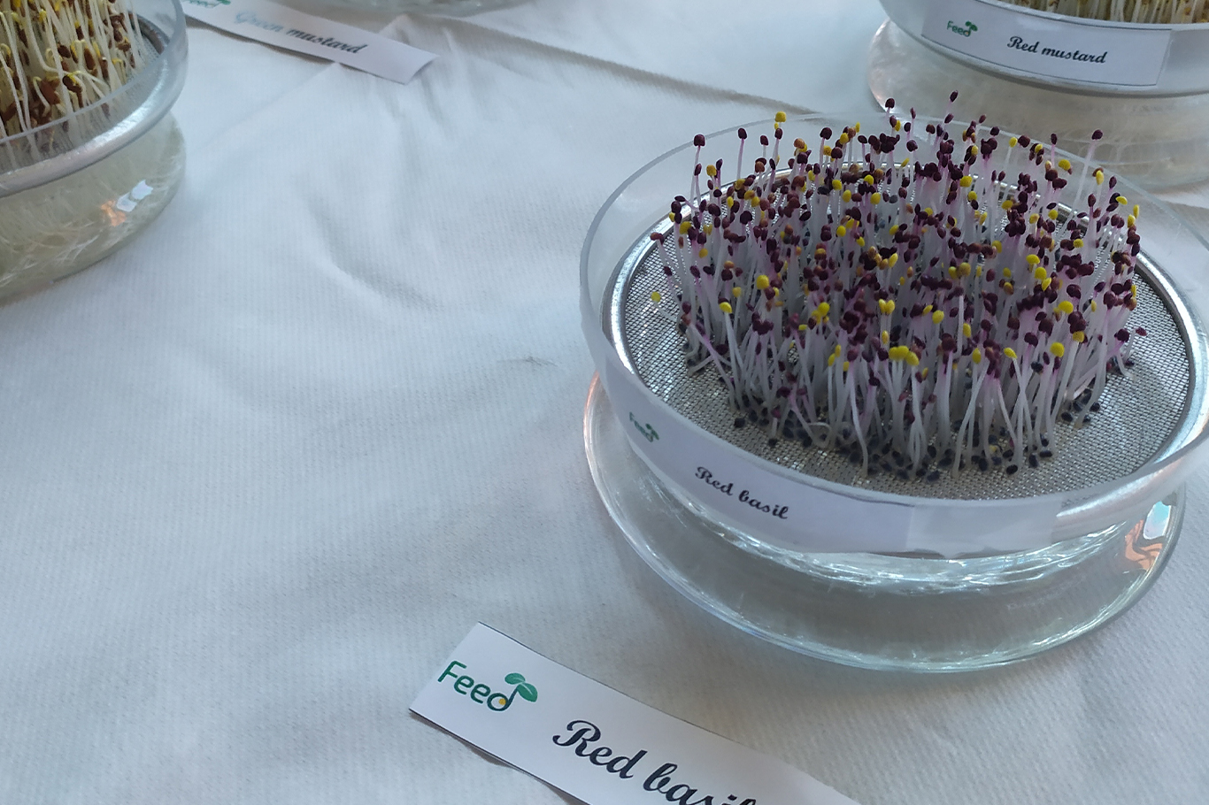 Sağlıklı gıdalar için filizlerden güç alınıyor