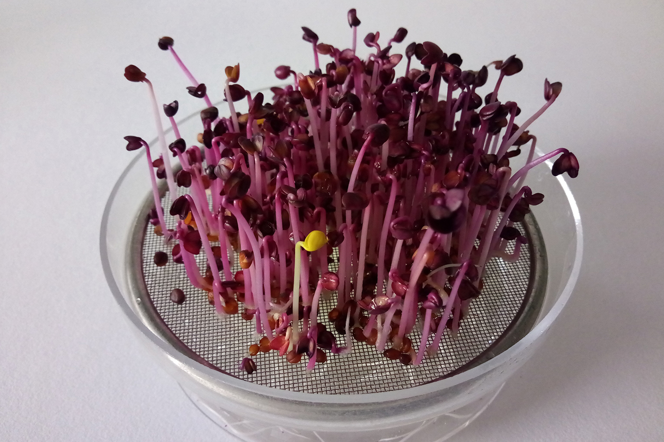 Sağlıklı gıdalar için filizlerden güç alınıyor