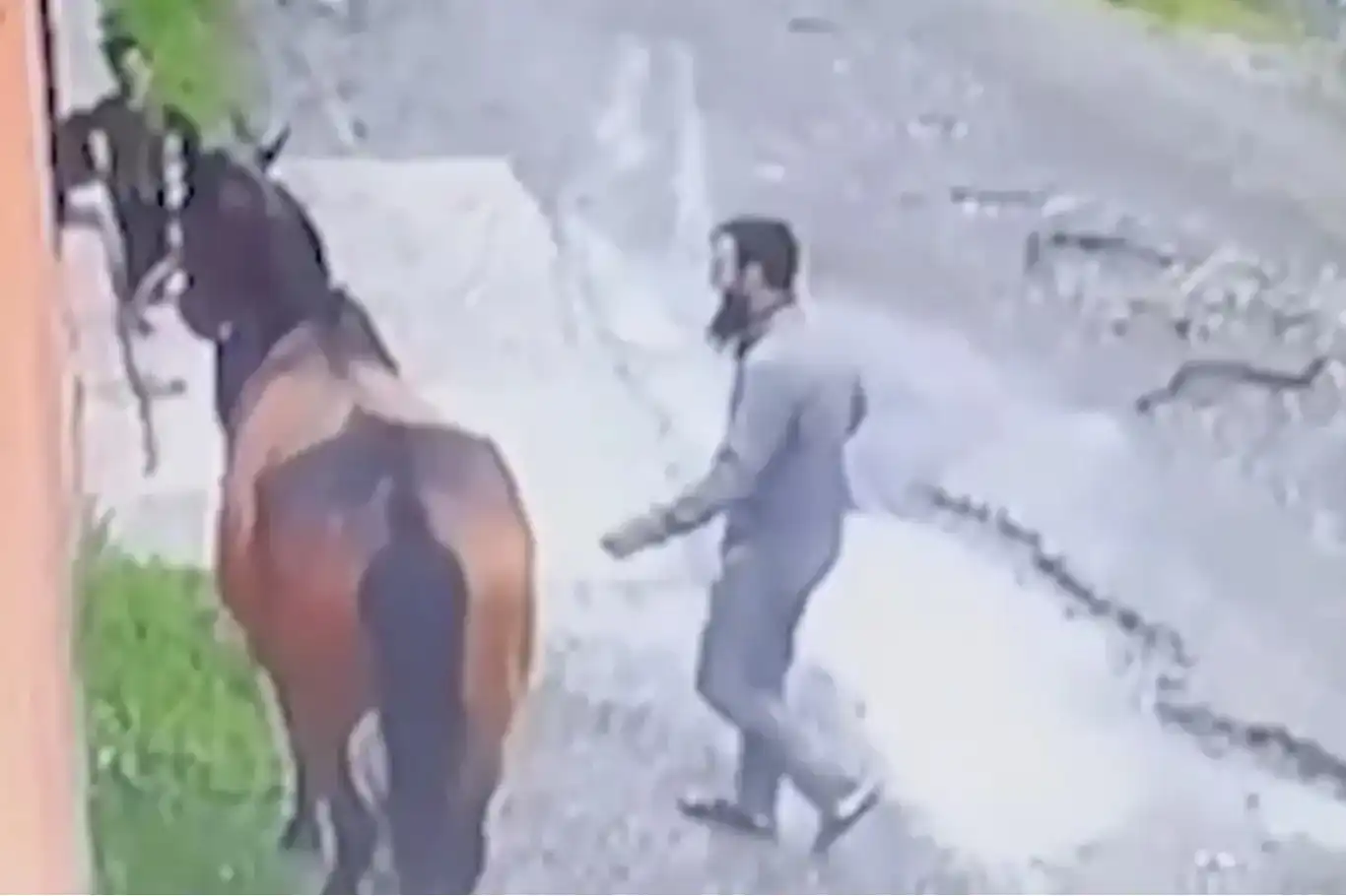 Satılan at, 10 km kat edip İnguşetya'da Müslüman sahibine geri döndü Satılan at, 10 km kat edip İnguşetya'da Müslüman sahibine geri döndü
