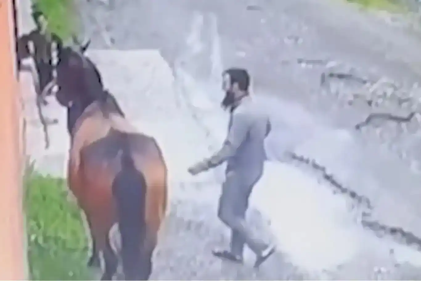 ئەسپە فرۆشراوەکە ١٠ کیلۆمەتر ڕۆیشتووە و گەڕاوەتەوە بۆ لای خاوەن موسڵمانەکەی لە شاری ئینگوشێتیا ئەسپە فرۆشراوەکە ١٠ کیلۆمەتر ڕۆیشتووە و گەڕاوەتەوە بۆ لای خاوەن موسڵمانەکەی لە شاری ئینگوشێتیا