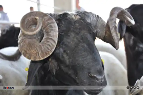 دعوة للتبرع بالأضاحي من قافلة الأمل: فوّضونا بأمان واطمئنان