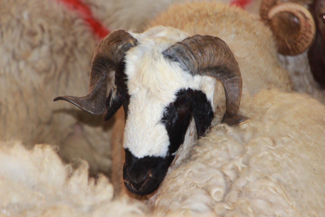 Bayramı hastanede geçirmemek için kurban keseceklere uzmanından tavsiyeler