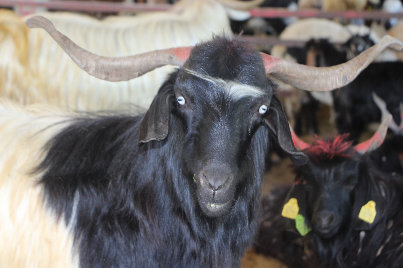 Bayramı hastanede geçirmemek için kurban keseceklere uzmanından tavsiyeler
