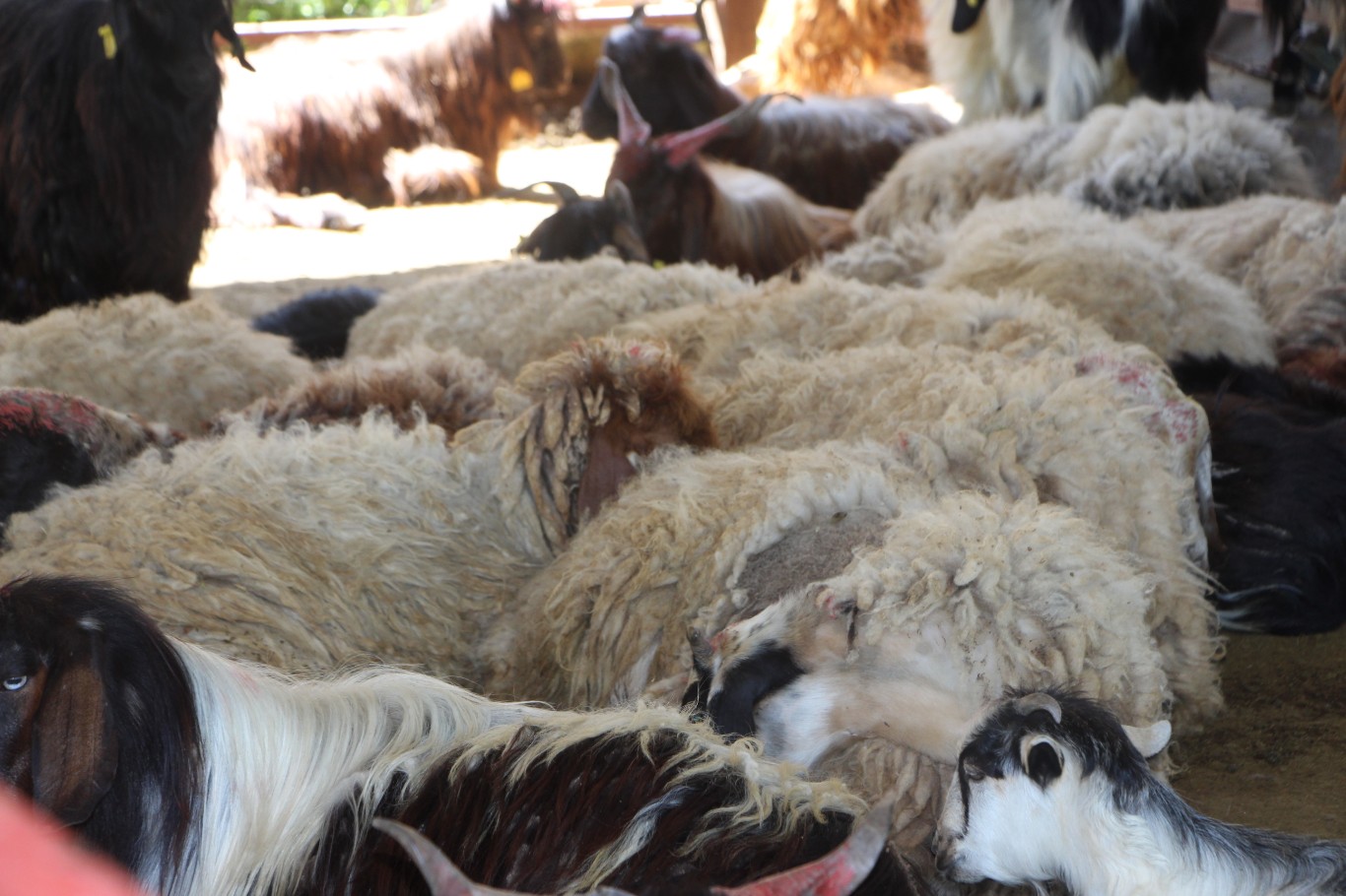 Bayramı hastanede geçirmemek için kurban keseceklere uzmanından tavsiyeler