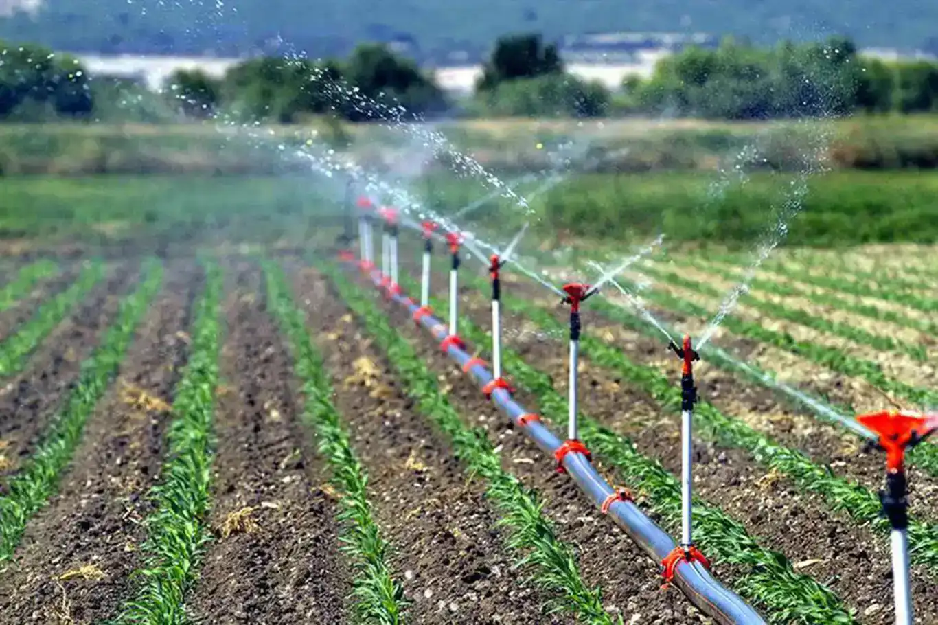 Tarımsal destek ödemeleri çiftçilerin hesaplarına aktarılıyor Tarımsal destek ödemeleri çiftçilerin hesaplarına aktarılıyor