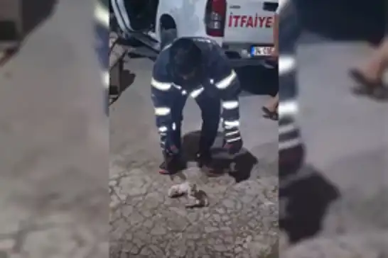 Şanlıurfa'da havalandırma boşluğuna düşen üç yavru kedi kurtarıldı