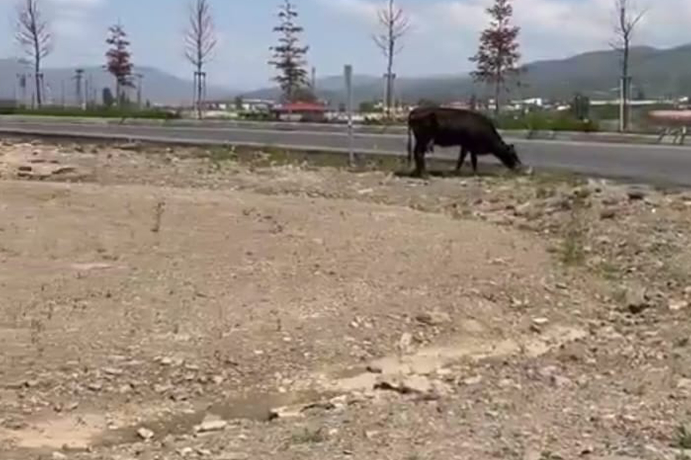 Bingöl’de başıboş hayvanlar kazaya davetiye çıkarıyor