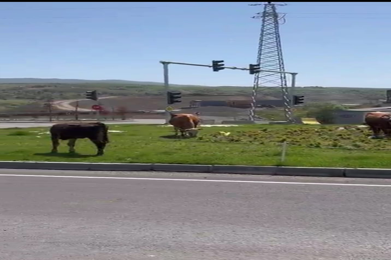 Bingöl’de başıboş hayvanlar kazaya davetiye çıkarıyor
