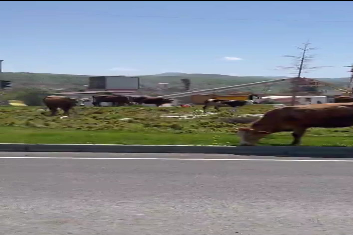 Bingöl’de başıboş hayvanlar kazaya davetiye çıkarıyor