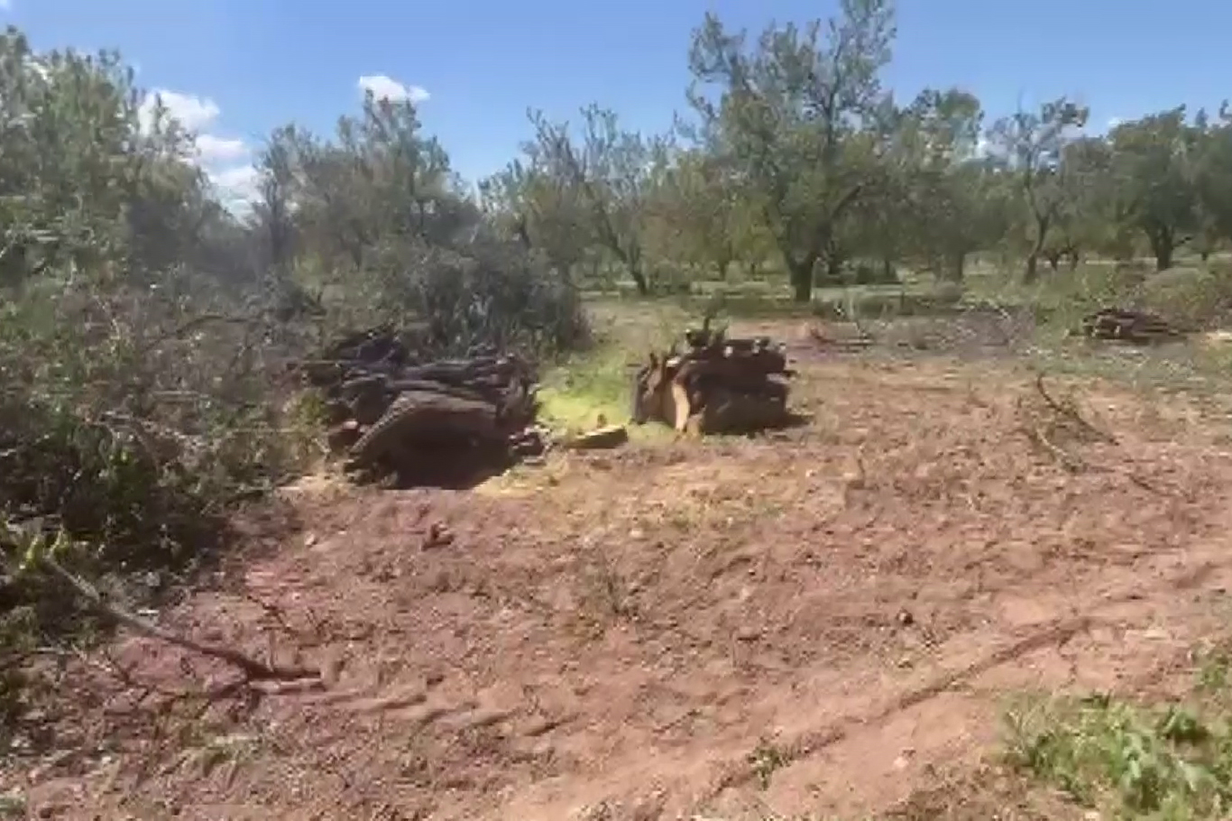 Zirai dondan etkilenen kayısı ağaçları odun fiyatına satılıyor  