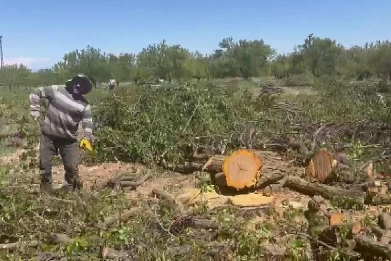 Zirai dondan etkilenen kayısı ağaçları odun fiyatına satılıyor  