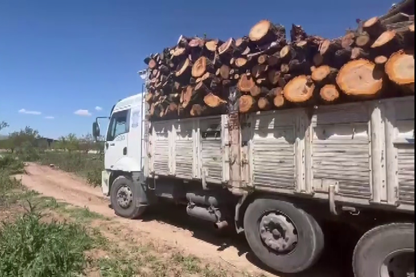 Zirai dondan etkilenen kayısı ağaçları odun fiyatına satılıyor  